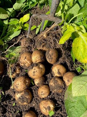 Garden in Springtime - Vendor Supplied Photograph- click for photo gallery